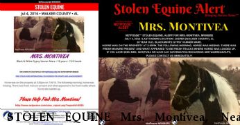 STOLEN EQUINE Mrs. Montivea,  Near Jasper, AL, 355504
